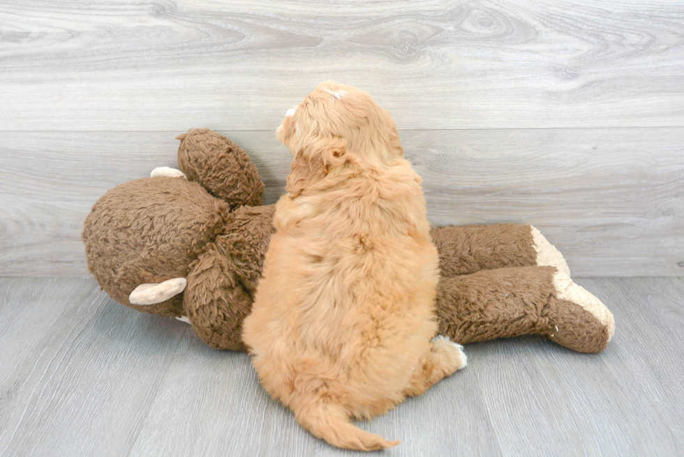 Meet Prosecco - our Mini Goldendoodle Puppy Photo 3/3 - Florida Fur Babies
