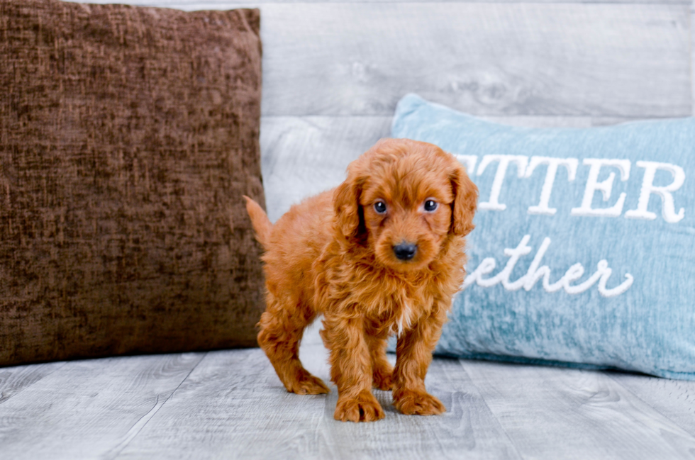 Meet Max - our Mini Goldendoodle Puppy Photo 4/4 - Florida Fur Babies