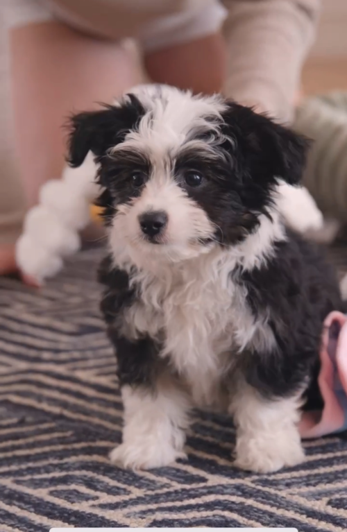 Florida Fur Babies Aussiechon Puppies are becoming a clear favorite in Florida, have you heard of this adorable breed? Trending Video