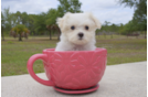Meet Zale - our Maltese Puppy Photo 3/3 - Florida Fur Babies
