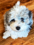 Mini Sheepadoodle Being Cute Mini Sheepadoodle Being Cute