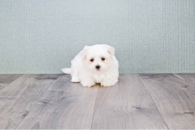 Meet Liam - our Maltese Puppy Photo 3/3 - Florida Fur Babies
