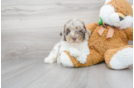 Meet Santino - our Cockapoo Puppy Photo 1/3 - Florida Fur Babies
