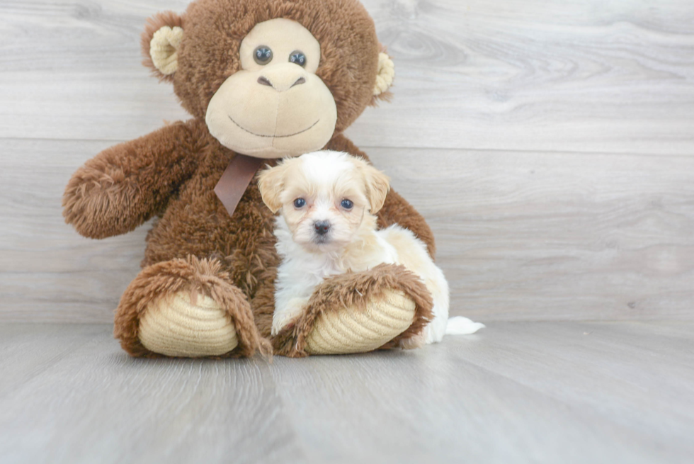 Meet Alexis - our Teddy Bear Puppy Photo 2/3 - Florida Fur Babies