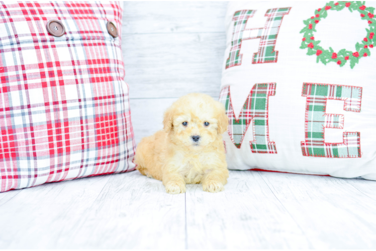 Meet  Everett - our Mini Goldendoodle Puppy Photo 1/4 - Florida Fur Babies