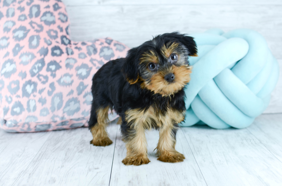 Meet  Dickens - our Yorkshire Terrier Puppy Photo 5/5 - Florida Fur Babies