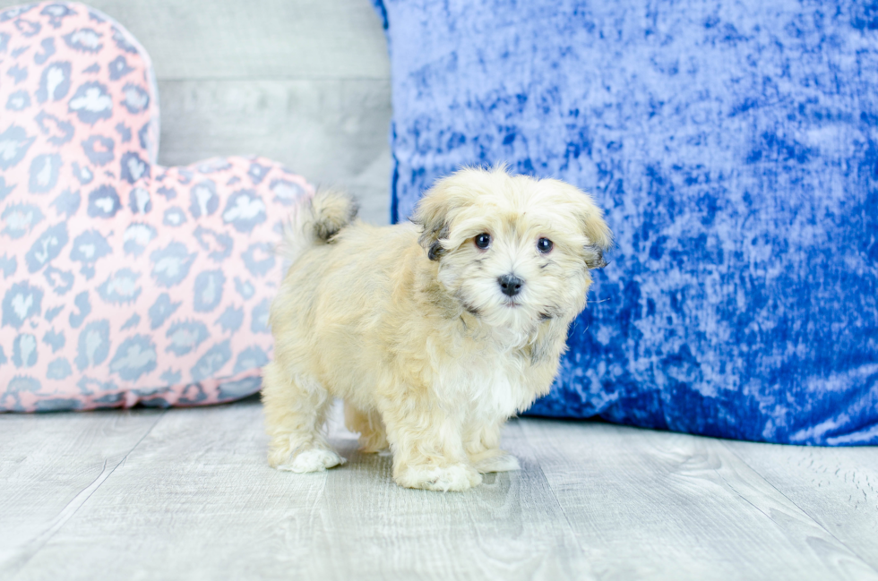 Meet  Lily - our Havanese Puppy Photo 3/4 - Florida Fur Babies