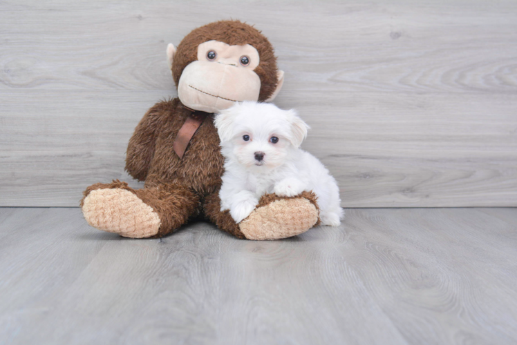 Meet Madison - our Maltese Puppy Photo 1/2 - Florida Fur Babies