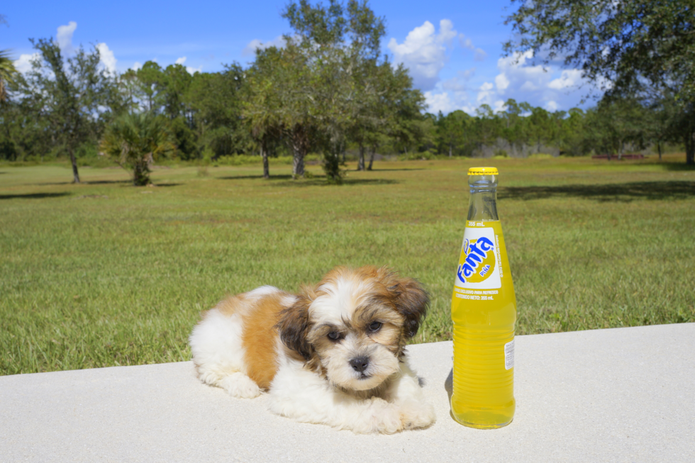 Meet  Rain - our Teddy Bear Puppy Photo 1/3 - Florida Fur Babies