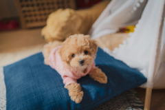 Cute Maltepoo Poodle Mix Pup