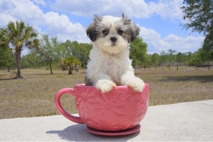Meet Hanna - our Teddy Bear Puppy Photo 1/2 - Florida Fur Babies