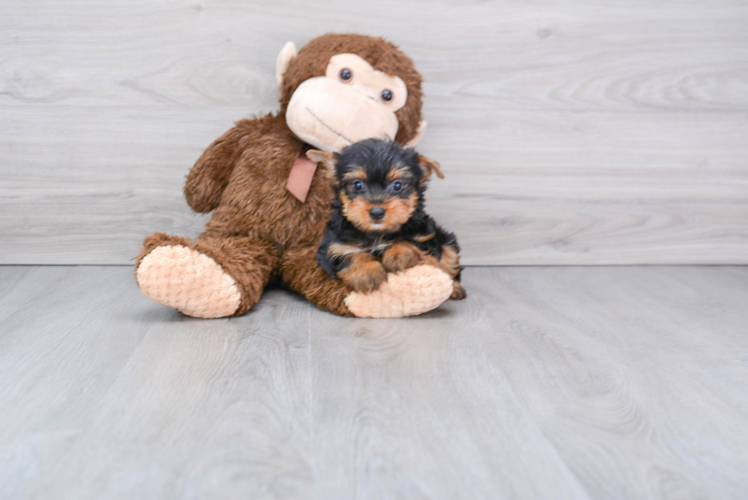 Meet Jeremy - our Yorkshire Terrier Puppy Photo 1/2 - Florida Fur Babies