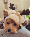 Cute Maltepoo Poodle Mix Pup Cute Maltepoo Poodle Mix Pup