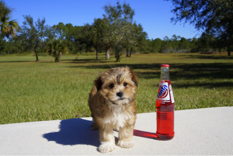 Meet  Ember - our Morkie Puppy Photo 4/5 - Florida Fur Babies