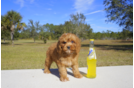 Meet  Buddy - our Cavapoo Puppy Photo 1/3 - Florida Fur Babies
