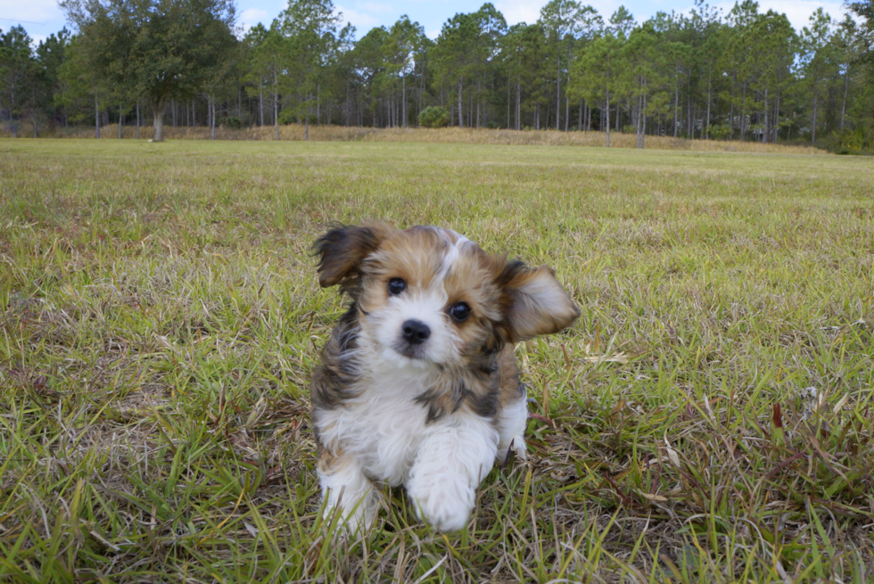 Meet Roy - our Cavachon Puppy Photo 2/4 - Florida Fur Babies