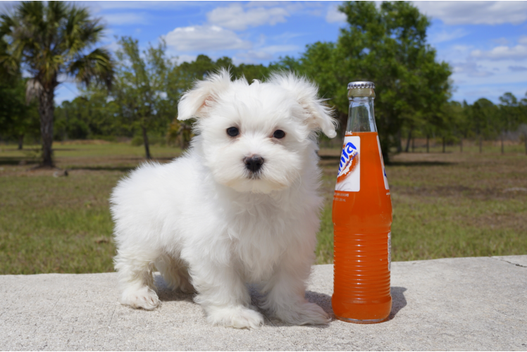 Meet James - our Maltese Puppy Photo 1/2 - Florida Fur Babies