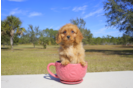 Meet Helper - our Cavapoo Puppy Photo 2/2 - Florida Fur Babies
