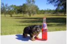 Meet Clay - our Yorkshire Terrier Puppy Photo 4/4 - Florida Fur Babies