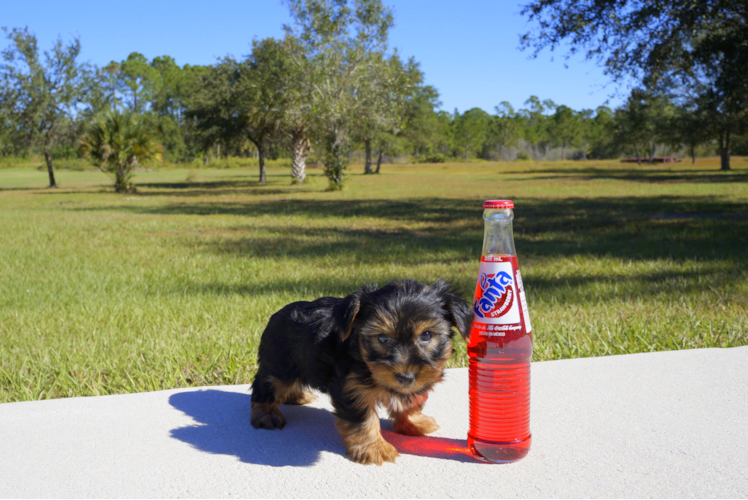 Meet Clay - our Yorkshire Terrier Puppy Photo 4/4 - Florida Fur Babies