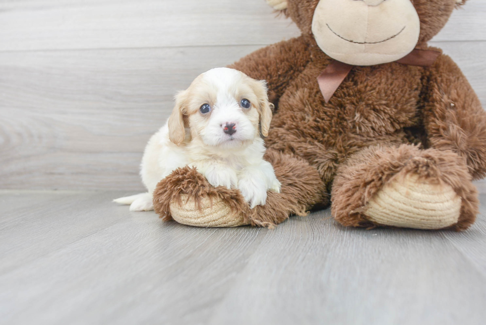 Meet Alan - our Cavachon Puppy Photo 2/3 - Florida Fur Babies