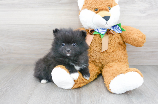 21 week old Pomeranian Puppy For Sale - Florida Fur Babies