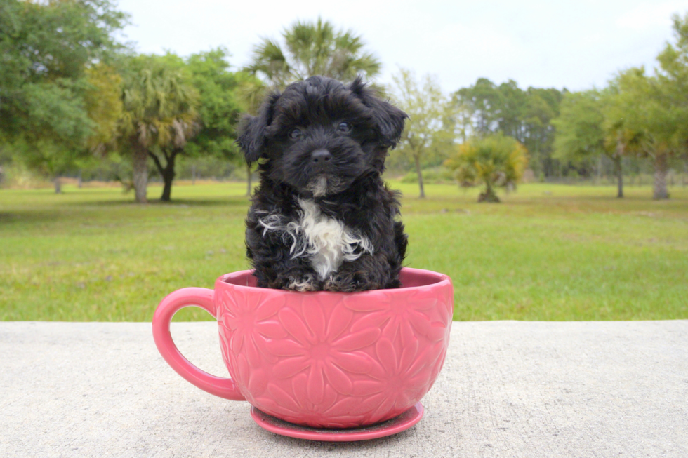 Meet Duke - our Yorkie Poo Puppy Photo 1/2 - Florida Fur Babies