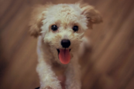 Cute Maltipoo Poodle Mix Pup