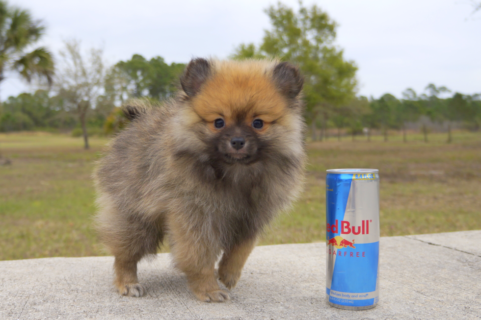 Meet Jax - our Pomeranian Puppy Photo 1/3 - Florida Fur Babies