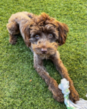 Cute Mini Labradoodle Poodle Mix Pup Cute Mini Labradoodle Poodle Mix Pup