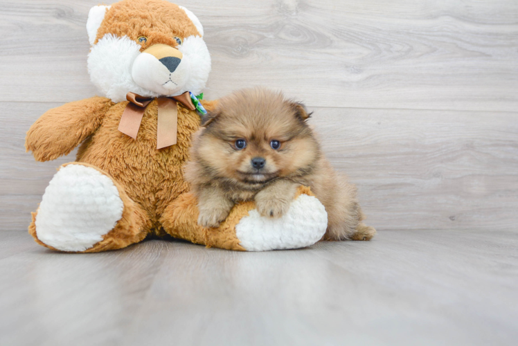 Meet Luigi - our Pomeranian Puppy Photo 1/2 - Florida Fur Babies