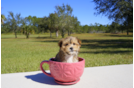 Meet  Ember - our Morkie Puppy Photo 3/5 - Florida Fur Babies