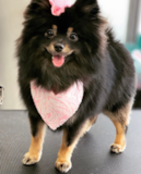 Pomeranian Being Cute Pomeranian Being Cute