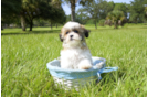 Meet Sofia - our Teddy Bear Puppy Photo 1/4 - Florida Fur Babies