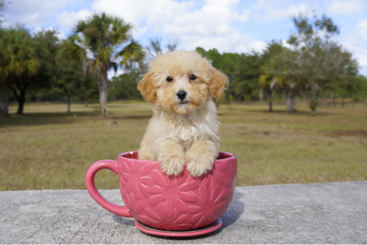 Meet Max - our Cavapoo Puppy Photo 1/3 - Florida Fur Babies