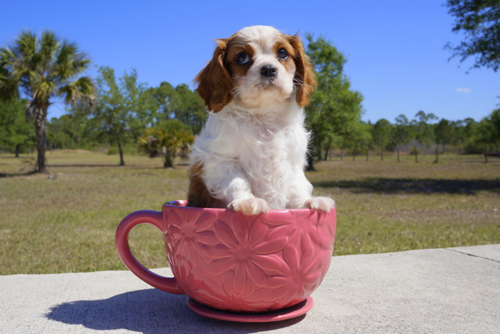 Meet Gaston - our Cavalier King Charles Spaniel Puppy Photo 3/3 - Florida Fur Babies