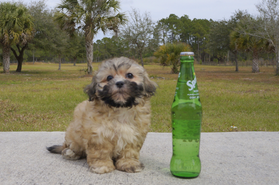 336 week old Teddy Bear Puppy For Sale - Florida Fur Babies