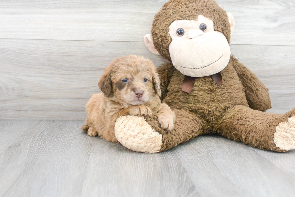 Meet Sundae - our Mini Labradoodle Puppy Photo 2/3 - Florida Fur Babies