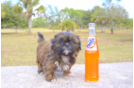 Meet Bentley - our Teddy Bear Puppy Photo 2/2 - Florida Fur Babies