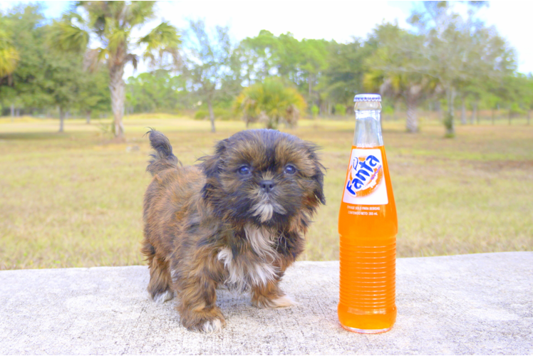 Meet Bentley - our Teddy Bear Puppy Photo 2/2 - Florida Fur Babies