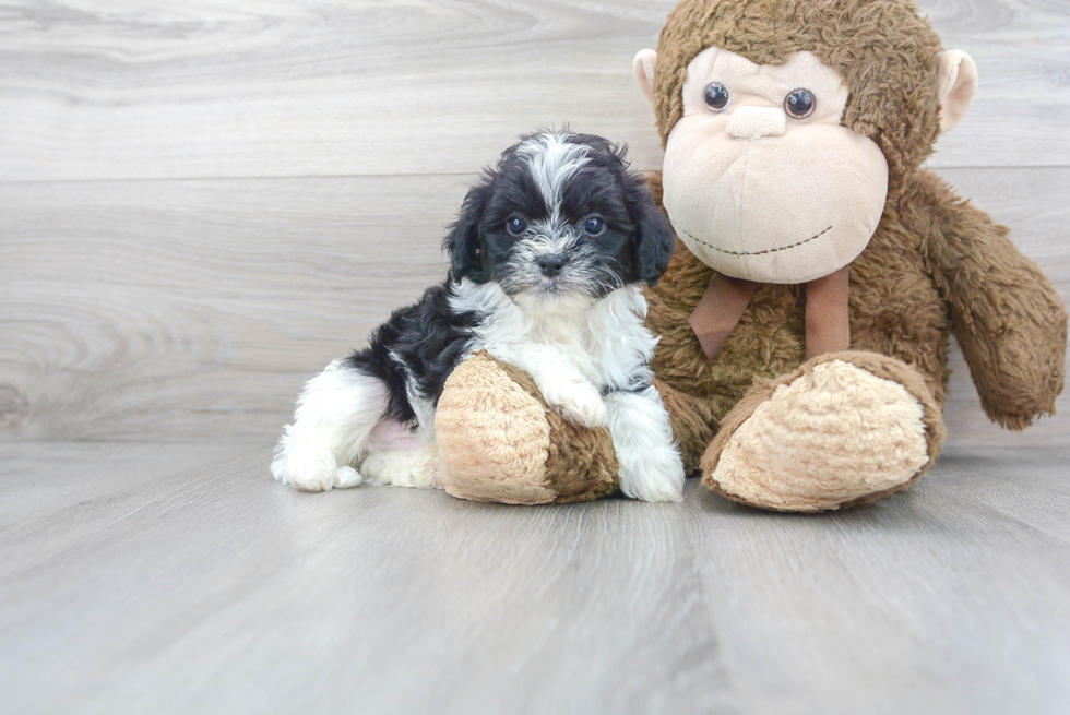 Meet Toby - our Shih Poo Puppy Photo 1/3 - Florida Fur Babies