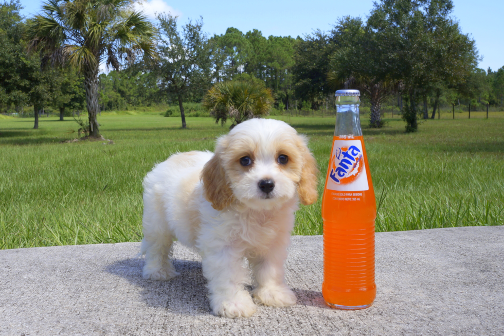 Meet Polo - our Cavachon Puppy Photo 2/2 - Florida Fur Babies