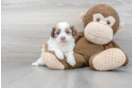 Meet Oreo - our Shih Poo Puppy Photo 1/3 - Florida Fur Babies