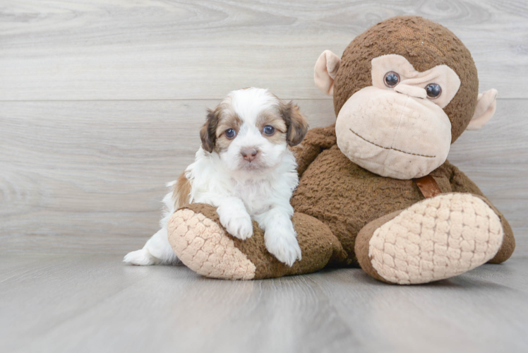 Meet Oreo - our Shih Poo Puppy Photo 1/3 - Florida Fur Babies