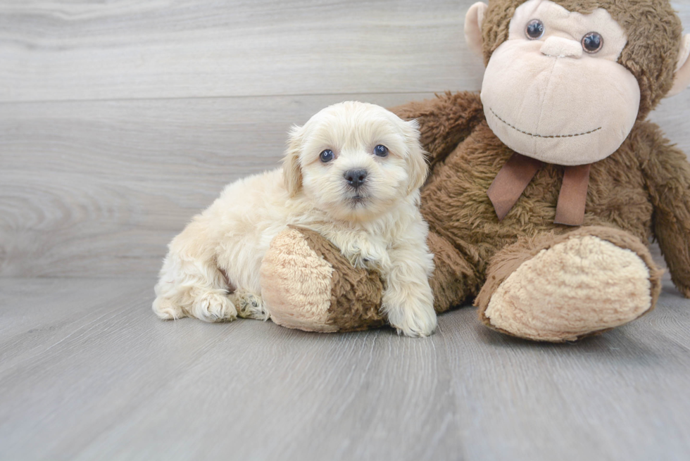 Meet Keaton - our Teddy Bear Puppy Photo 2/3 - Florida Fur Babies