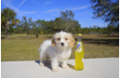 Meet  Ryan - our Cavachon Puppy Photo 2/2 - Florida Fur Babies