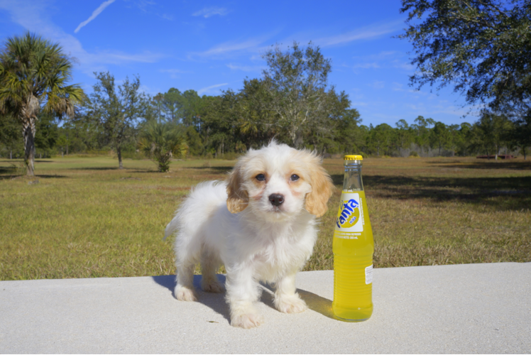 Meet  Ryan - our Cavachon Puppy Photo 2/2 - Florida Fur Babies