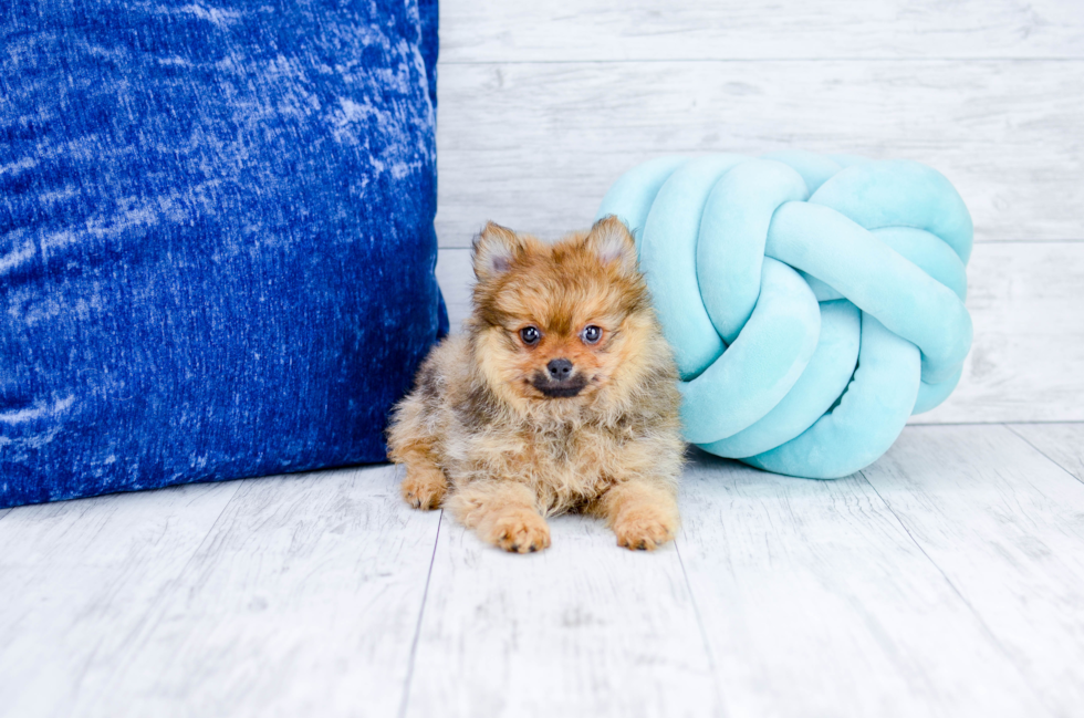 Meet Tyson - our Pomeranian Puppy Photo 3/6 - Florida Fur Babies