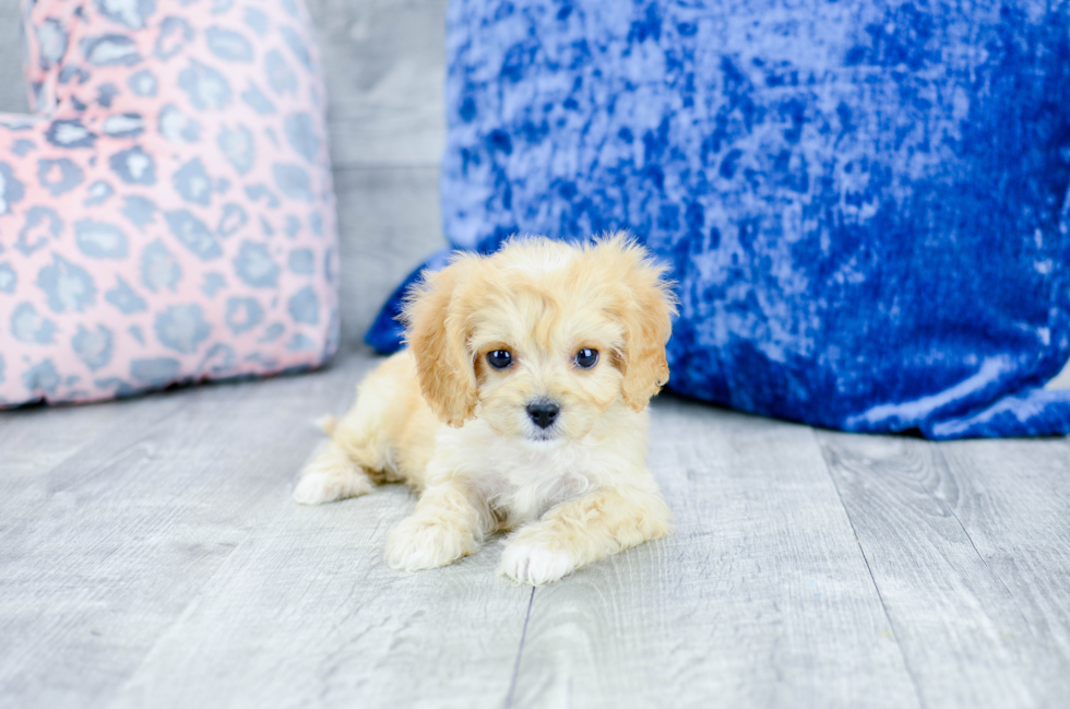 Meet  Sofia - our Cavachon Puppy Photo 4/5 - Florida Fur Babies