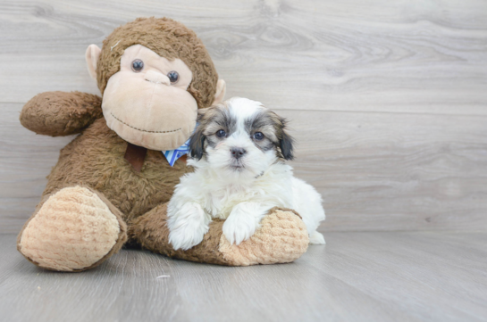 15 week old Teddy Bear Puppy For Sale - Florida Fur Babies